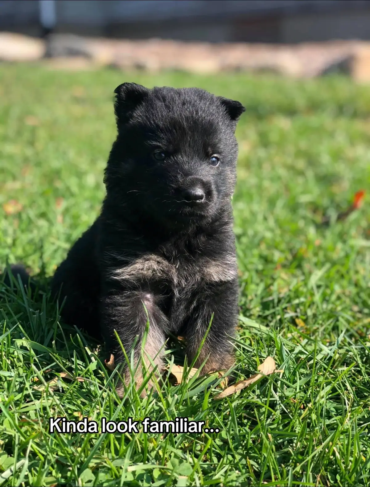 Doing trends to post consistently so tiktok doesn't nerf my posts when I actually have training content😛 #dogcommunity #dc #DogTraining #germanshepherd #gsd 