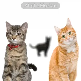 QUE NO SOY NEGRO SOY VERDE!!#pelosombra😼#wine <3