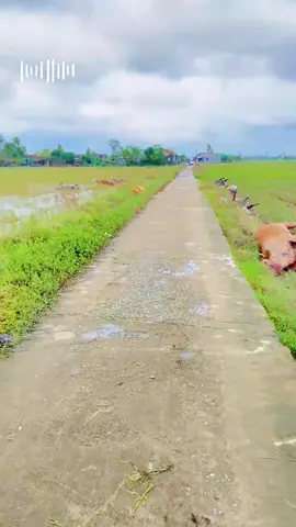 Lũ rút cũng là lúc thiệt hại hiện ra #baolu #mientrung #cuutromientrung #tayhoaphuyen #phuyen