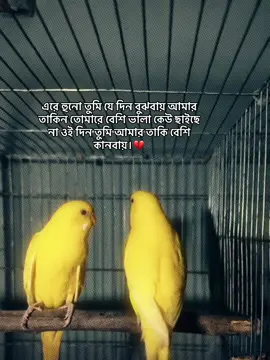 ওই দিন তুমি আমার তাকি বেশি কানবায়।💔#trending #foryouu #foryoupage #trendingsong #anfeezemyaccont 