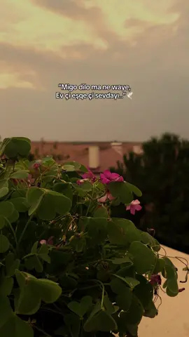“Migo dilo ma ne waye, Ev çi eşqe çi sevdayı..”🕊️🌹 #meralsimsekk1 #storylikşarkılar #storylikvideolar #fyppp 