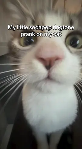Soda pop ringtone prank (GONE WRONG) 🤣 #fyp #niche #viral #cat 