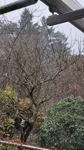 صوت الثلج يتساقط فوق قلبٍ ذاب في خريفه الأخير #تلج #خريف 