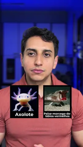 Animais mais bizarros do mundo. #animal #fyp #natureza #foryoupage 