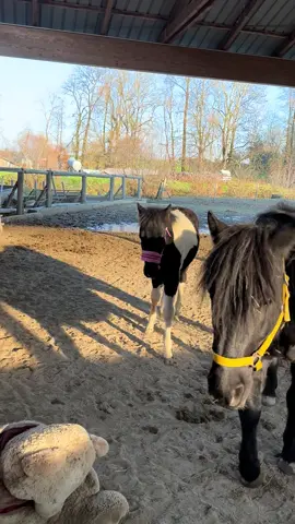 Vlogggg de samedi 🫶🏻 le beau baby de Inès @Ines & Vahiné 🇫🇷  trop hâte qu’il arrive 🤩  #creatorsearchinsightview #horsetok #sportequestre #fypageシ #Vlog 
