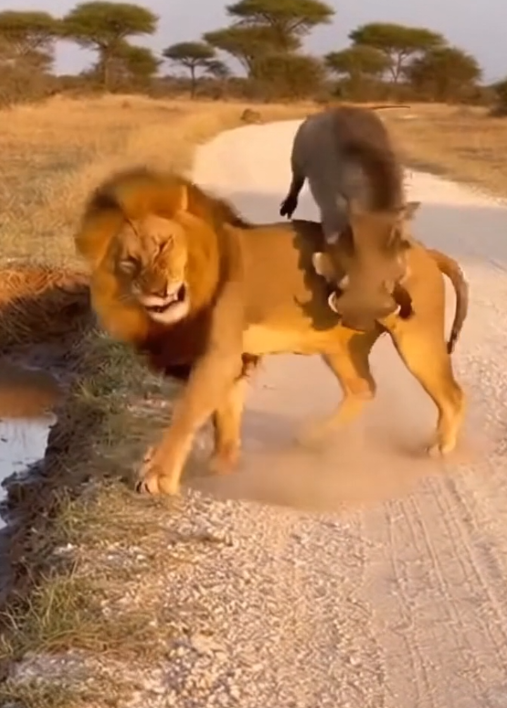 MR WARTHOG GAME 🤣