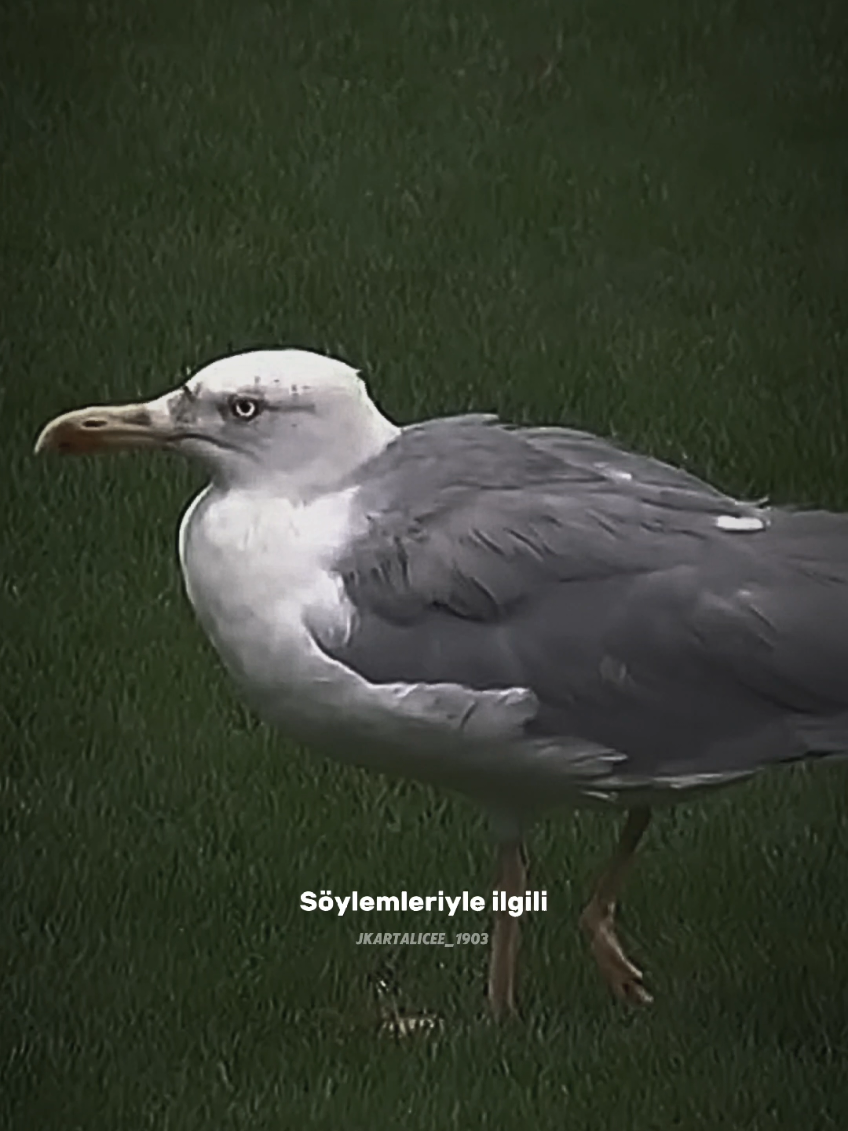 🥺🤍 . . #süleymanseba #suleymanseba #besiktas #beşiktaş #kesfet 