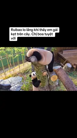 #ruibao#huibaoandgrandpa 