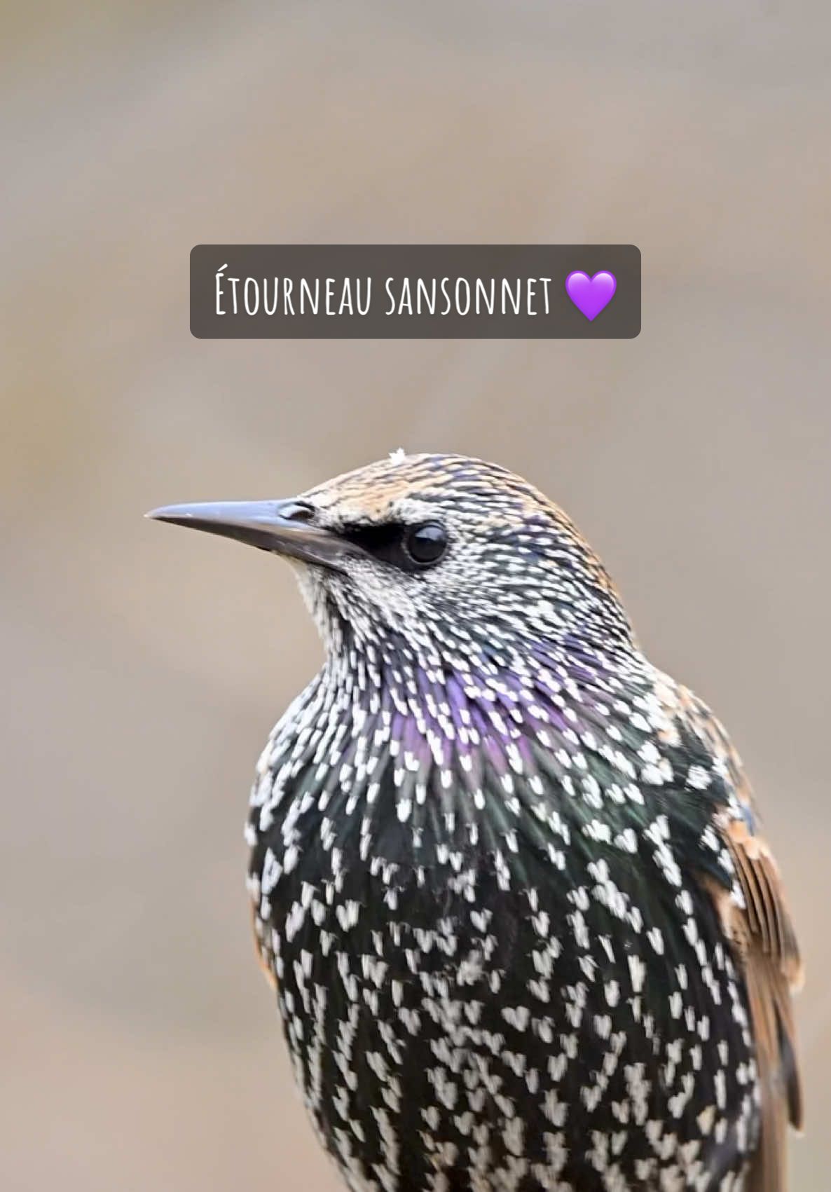 Étourneau sansonnet 💜 Starling Sturnus vulgaris #etourneau #etourneausansonnet #etourneaux #sturnidé #starling