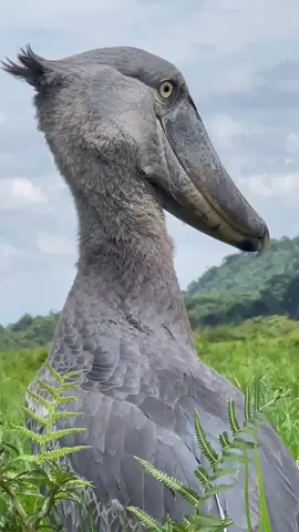 The living dinosaur……#The shoe billed stock. Mabamba Swamp