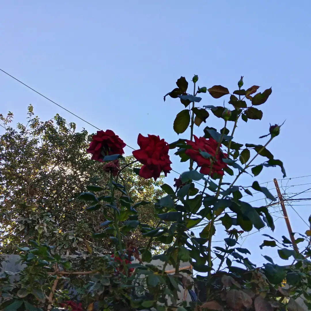 ★َ.         ‌      #علي_رشم #fyp  #الانبار_الرمادي #تصويري📸 