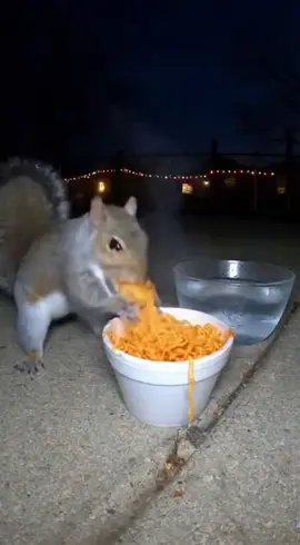 Squirrel
