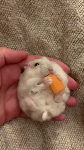#fyp #foryou #hamster #hamsters #كيوت 