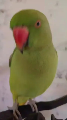 Parrot talking 🦜😍#foryoupage #parrottalking #tiktok #fyp #100millionviews 
