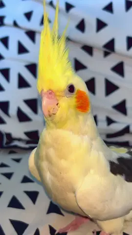 #foryou #actives? #evryone #tiktok #fypシ゚ فستق پارجەک لە جەرگم 