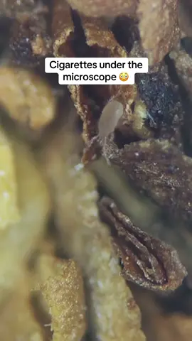 Cigarettes under the microscope 😳