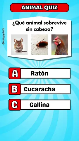 Animal Quiz  #quiz #animals #animal #LearnOnTikTok #unitedstates 