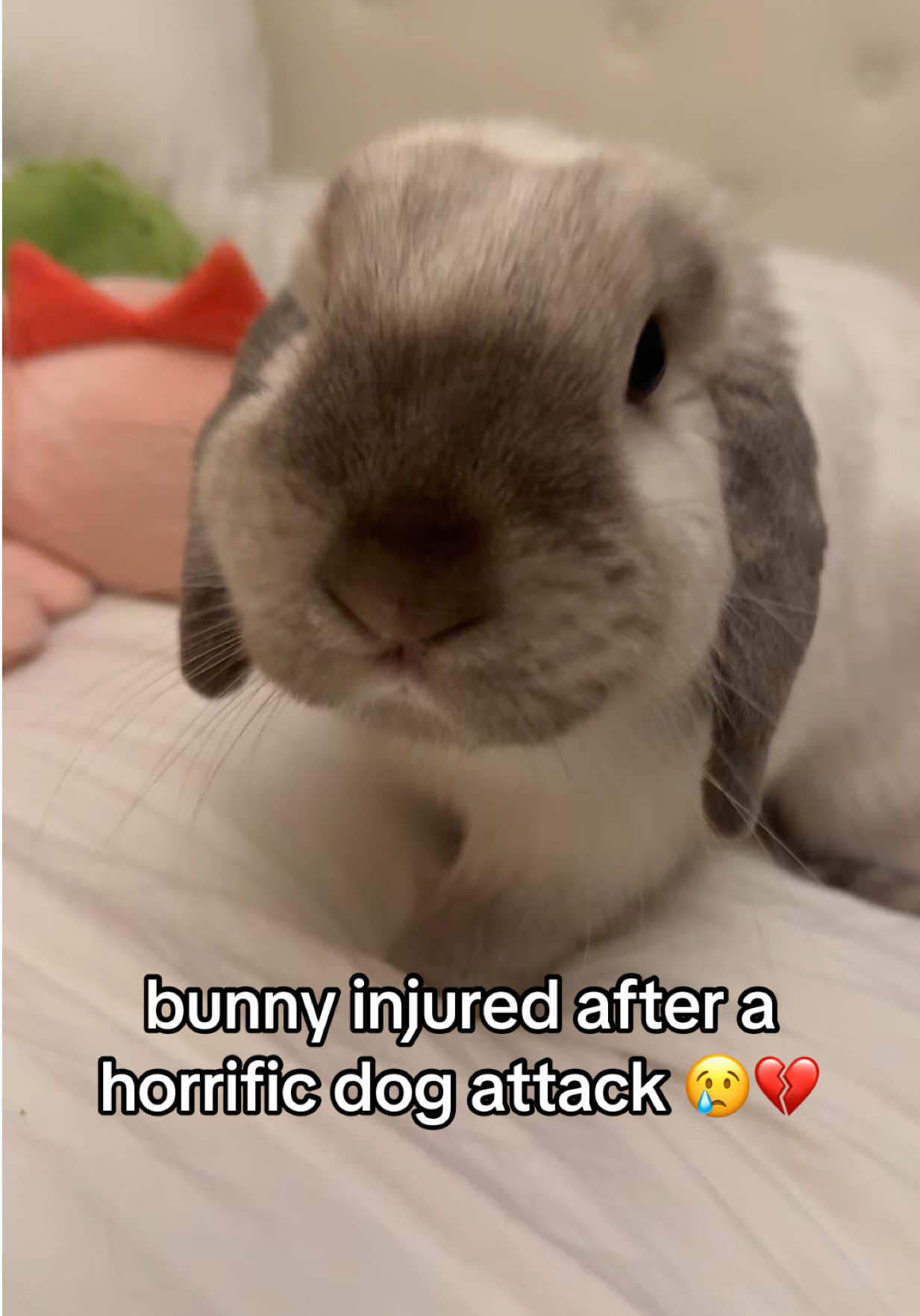 why didn't she react 😭 #gnocchi #hollandlop #fyp #bunny #rabbit 