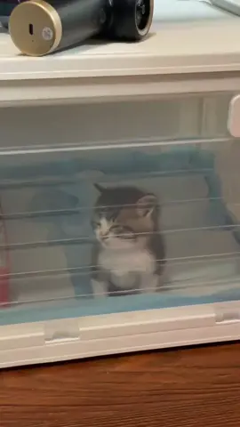 So cute #cutecat #pet #kucing #kitty #funny 