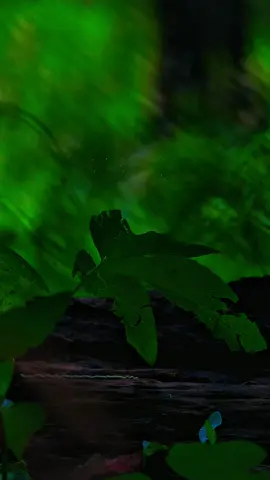 #قران #قران_كريم #quran #القران_الكريم_راحه_نفسية😍🕋 #capcut 