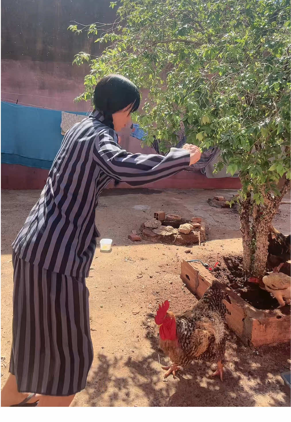 Eles amaram o pé de jabuticaba 🐓 #wandinha #wednesday #merlina 