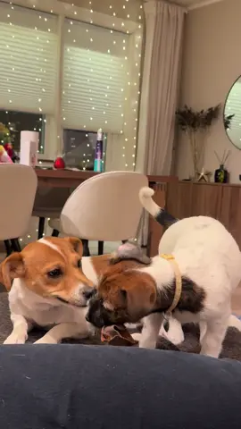 🤭  #fyp #dogtok #fyfy #forupage #foryou 