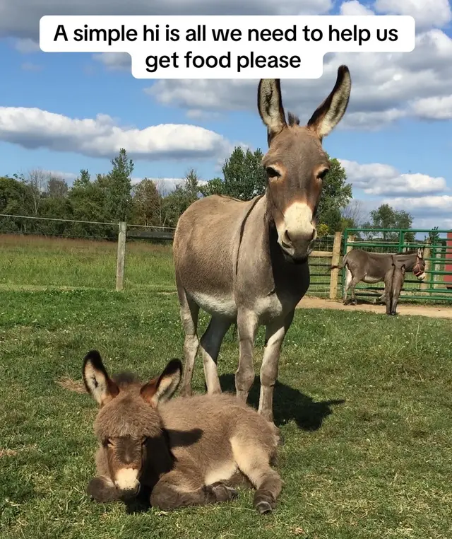 #SaveOurSanctuary #oursanctuary #horsegirl #paizleysponies #equinelove 