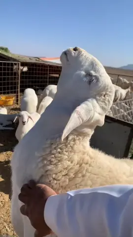 #ذكر_الله_هو_الأجمل 