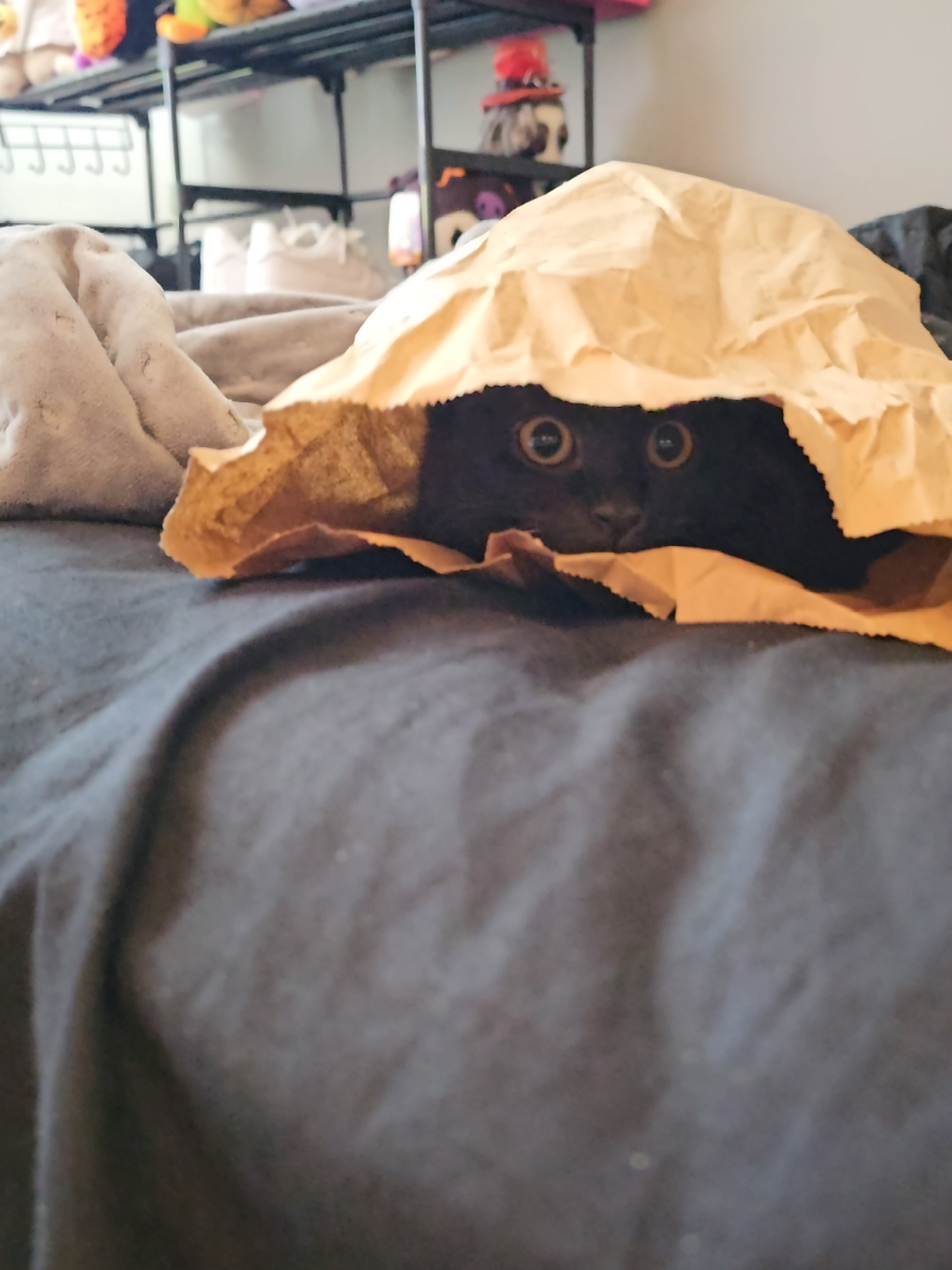 Mavis loves her trash 😭🤣 #crazycat #blackcat #kittensoftiktok #catsoftiktok #kitten 