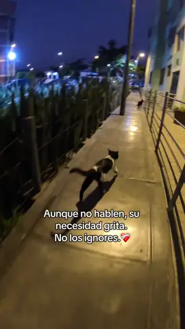 Su necesidad grita, no los ignores!❤️‍🩹  #viral #gatos #fypシ #fyp #viraltiktok 