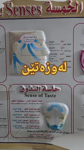 لەوزەتێن بۆچی نابێ نەشتەرگەری بکرێ،،، یـەکـێـك لـە هـەڵـه گـەورەکـانـی دایـك و بـاوکـان و کـۆمـەڵـگـەی ئـێـمـە ئـەوەیـە ، کـە نـەشـتـەرگـەری لـەوزەتـێـن بـۆ مـنـداڵـەکـانـیـان ئـەنـجـام دەدەن ! ئـاگـاداربـن و نـەشـتـەرگـەری لـەوزەتـێـن ئـەنـجـام مـەدەن چـونـکـه تـووشـی چـەنـدەهـا نـەخـۆشـی تـرسـنـاك و بـەکـتـریـا و ڤـایـرۆس دەبـنـەوە ، هـۆکـارەکـەشـی بـۆ ئـەوە دەگـەڕێـتـەوە کـاتـێـك ئـەو پـارچـە گـۆشـتـەی لـەوزەتـێـن دەبـڕن و لـێـی دەکـەنـەوە ، ئـەوا ئـەو پـارێـزو بـەرگـری یـەی نـامـێـنـێ و لاواز دەبـێـت بـۆ ڕووبـەڕوو بـوونـەوەی نـەخـۆشـی و ڤـایـرۆس و بـەکـتـریـا بـۆ نـاو هـەنـاو ، گیا دەرمان وەکـو ئــەوەش وایـە سـەیـارەيـەك تـەبـریـد (سـاردی) یەکـەی لـێ کـرابـێـتـەوە ، یـاخـود سـەیـتـەرە و سـنـوورێـك کـەسـی نـەبـێـت و خـەڵـکـی بـە کـەیـفـی خـۆی داخـیـل بـێـت ،  لـە ووڵاتـانـی ئـەوڕوپـا زۆر بـەدەگـمـەن نـەشـتـەرگـەری لـەوزەتـێـن ئـەنـجـام دەدەن ، چـونـکـه دەزانـن کـاریـگـەری خـراپـی هـەیـه بـۆ دروسـت بـوونـی چـەنـدەهـا نـەخـۆشـی تـرسـنـاك ، لـە جـیـاتـی ئـەوە خـۆیـان دەپـارێـزن،،، بەهیوای سودبەخشین عیلاجی سروشتیمان لایە کێشەی لەوزەتێن ناهێلێت #hawler #slemani #کەرکوک #سۆران #duhok 