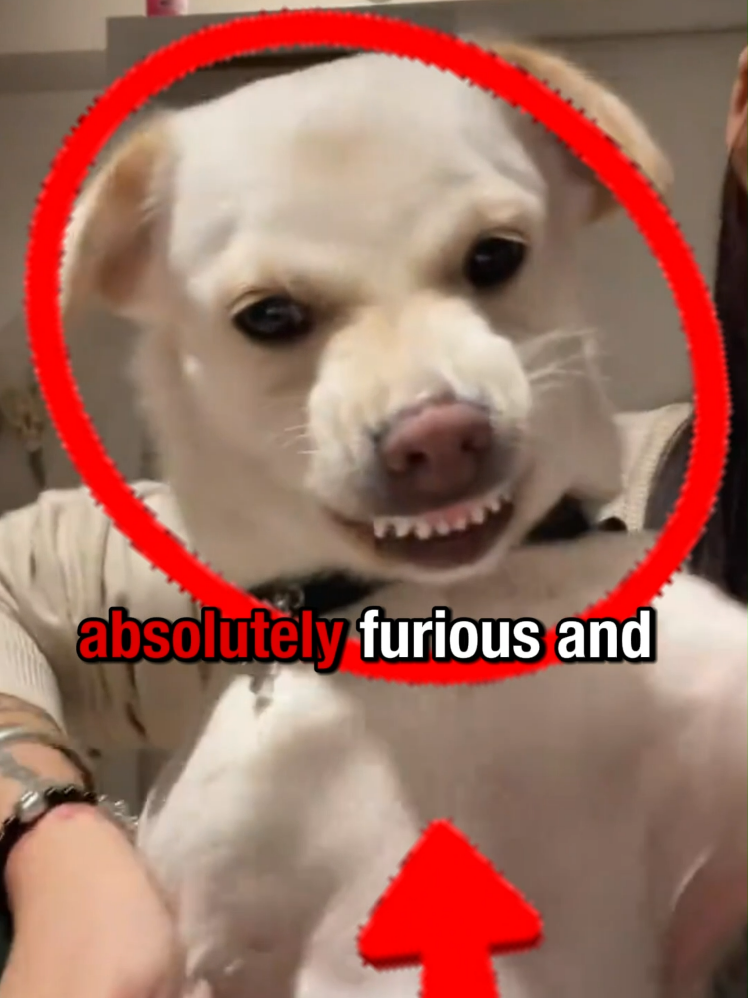 He Forgot He Was Mad 😭 #funny #funnymoments #dog #fyp #dance