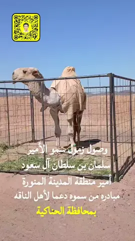 #اكسبلور #وصول زمول سمو الأمير سلمان بن سلطان آل سعود لمحافظة الحناكية ##مبادره من سموه تسبيل لأهل الناقه #الموقع مزاد الإبل بالحناكيه 