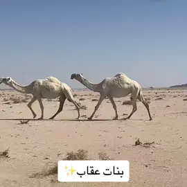 من اكثر جمهور فالصياهد؟✨ #اكسبلور explore #foryou #fyp #الابل #الابل #حرش_العراقيب #المغاتير #المجاهيم #الصفر #شديد_البدو #رعاده #سمو #نجد #ابن_دغيثر #ابن_جخدب #الصياهد #الظفرة #جزيلات_العطاء #الدبوس #مضيمات #عليان #رمان #ابوعجاريد #ضحيان #المساعره #باشات_شمر #سفر_الدغيلبي #محاورة #تركي_الميزاني #عتيبة #مطير #الدواسر #البقوم #شمر #سبيع #حرب #الزايديات #ضحيان #غازي_الذيابي #شقح_النصر #قعيد_المجد🇸🇦بث_مباشر_قعيد 