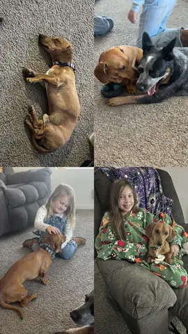 My Weiner is cuter than your’s!  #farmlife #growth #engagement #dogsoftiktok #newfeature 