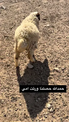 متمكن حجي ✊😂#الشعب_الصيني_ماله_حل😂😂 #طلعوني_اکسبلور #شعب_الصيني_ماله_حل😂😂 