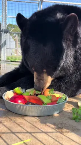 Black bear ASMR #bear #animals #fyp #asmr #zoo 