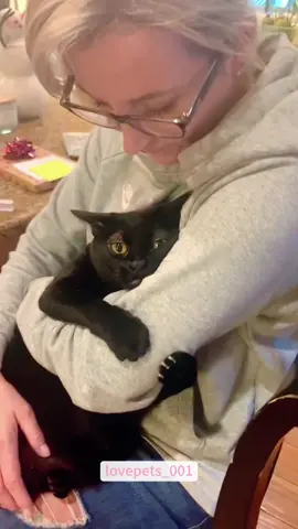 My clingy cats.😻😻😻#cat #cats #catlover #catsoftiktok #funny #foryou #funnyvideos #viral #fypシ #funnytiktok #funnyanimals #usa🇺🇸 