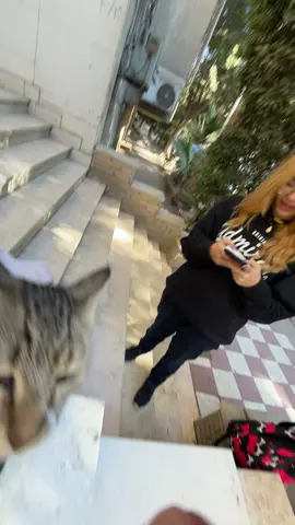 #cat #fypシ゚ #viral #foryou #foryoupage 