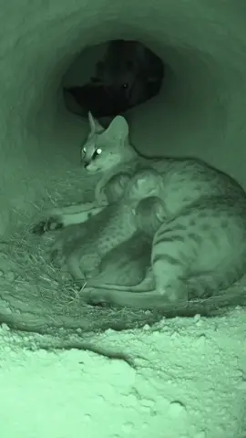 Hyena thief and wild cat