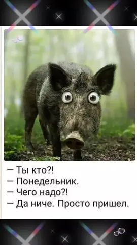 #котоутро #котопес #понедельник #отличногонастроения 