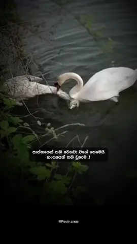 හැමෝටම තේරුම් ගන්න බැරි ඒවා.. 🙂❤️‍🩹 #foryou #fypシ #fyp #pouty_me #pouty_you🥺 