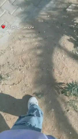 #القيروان_ام_المدائن😍🇹🇳 #الشعب_الصيني_ماله_حل😂😂 