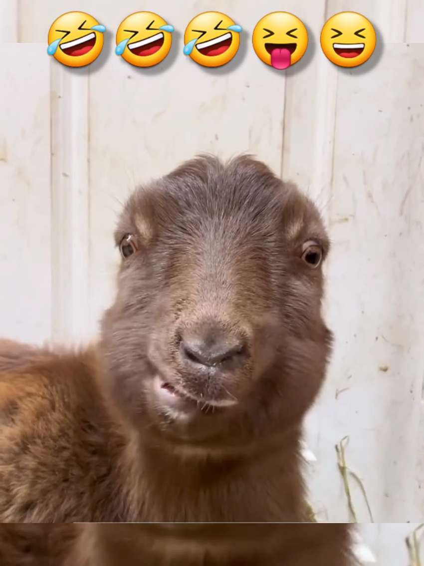 funny 🐐🤣  #funny #dog #funnyanimals #funnyvideo 
