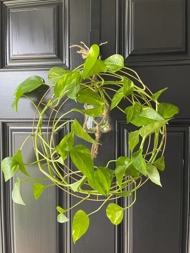 First my pothos wreath… then my heartleaf philodendron… and the last one got a little festive!🎄 These DIY plant wreaths are so fun to make with any trailing plant you have. Have you made yours yet? #DIY #diyproject  @Yvette (Plants + TT Shop) 