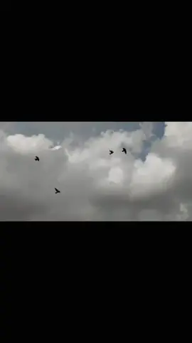 #مياز🤘حمام🤘عدال🤘حمام #تصويري_احترافي_الاجواء👌🏻🕊😴 #الشعب_الصيني_ماله_حل😂😂🙋🏻‍♂️🇧🇭_ #العراق_السعوديه_الاردن_الخليج #لوت 