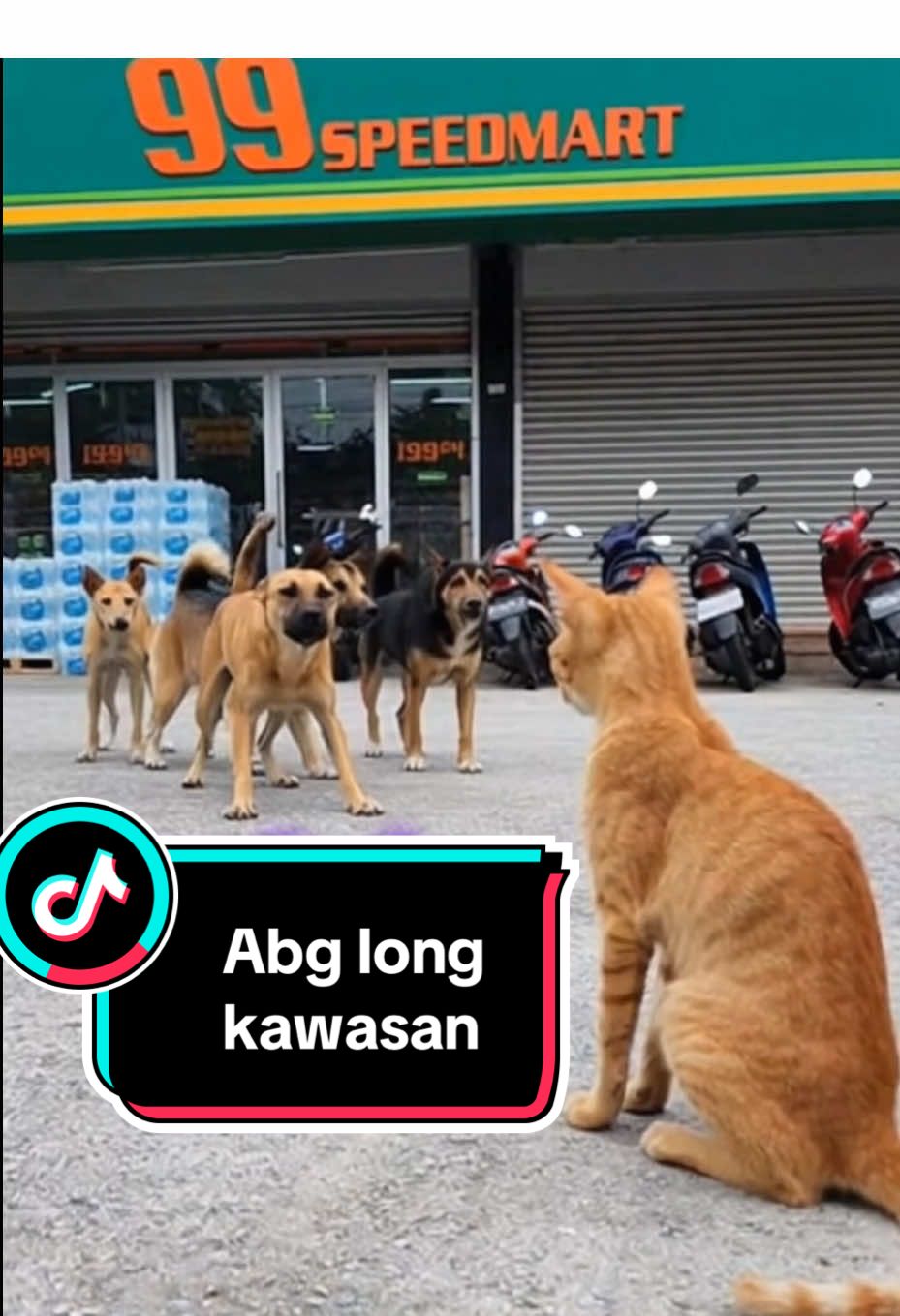 “NO FIGHT. JUST OYEN.” #oyen #kucingviral #kucingmalaysia #oyenvsanjing #videolawakmalaysia 