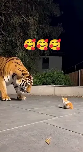 #kucing #foryoupage❤️❤️ #4u 