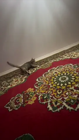 І так майже кожну ніч😂👌