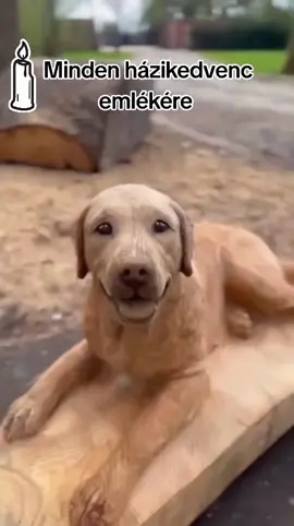 In memory of all pets 🙏The saying 